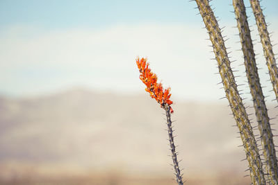 Close-up of red flowering plant against sky