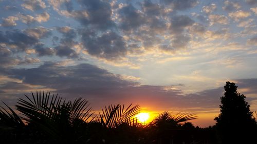 Silhouette of trees at sunset