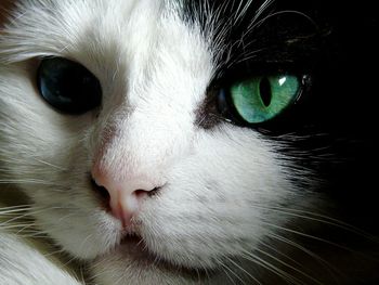 Close-up of cat