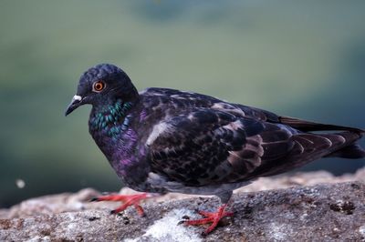 Close-up of bird perching outdoors