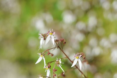 Close-up of honey bee on white flowering plant