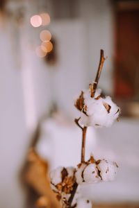 Close-up of white flowers on table