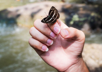 Close-up of hand holding butterfly