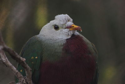 Close-up of bird perching outdoors