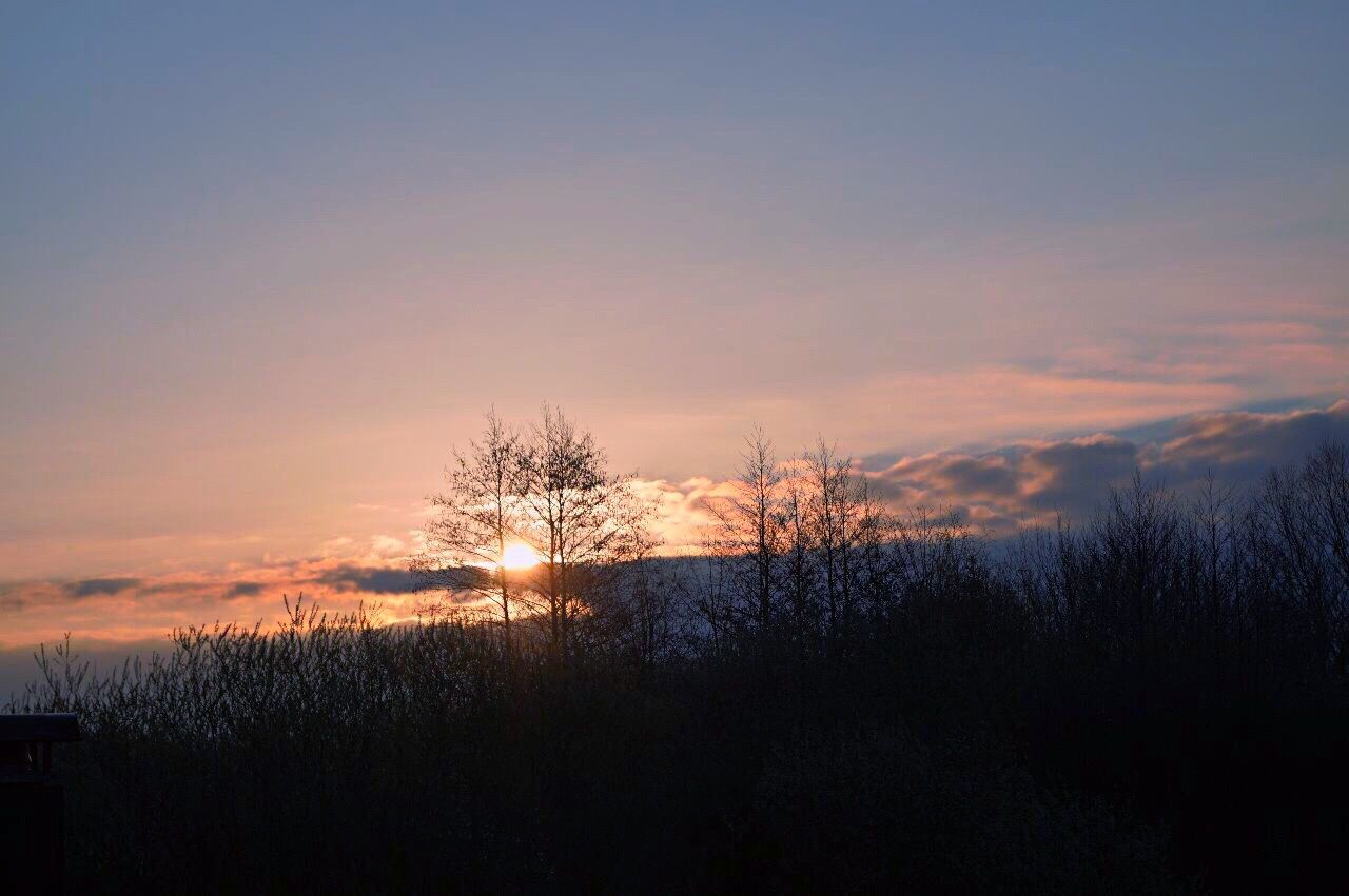 sunset, tree, tranquil scene, beauty in nature, nature, tranquility, scenics, silhouette, no people, sky, outdoors, growth, bare tree, day