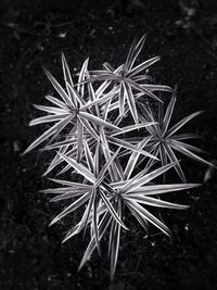 growth