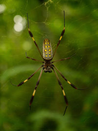 Close-up of spider on web