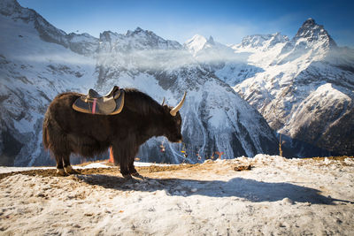 View of horse on snow covered mountain