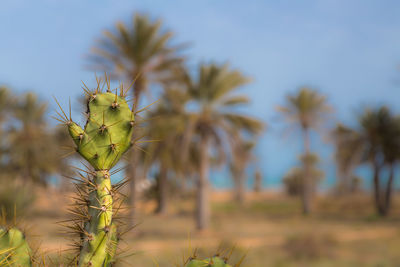 Close-up of plant growing on field