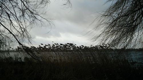 Trees against sky during sunset