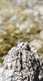 Close-up of rock on tree trunk