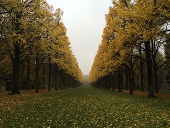 Road passing through forest