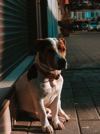 Dog looking away while sitting outdoors