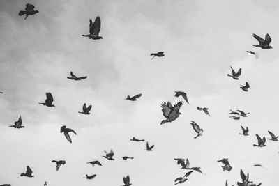 Low angle view of birds flying in sky