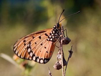 Close-up of butterfly pollinating flower