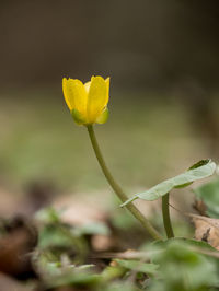 Close-up of yellow flowering plant