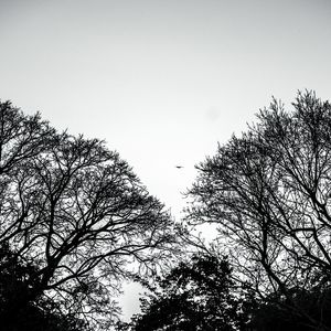 Low angle view of silhouette trees against sky