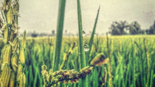 Close-up of wheat growing on field