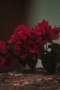 Close-up of red flowering plant