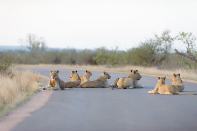 View of sheep on road