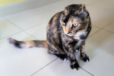 High angle view of a cat