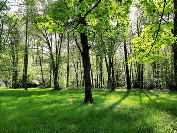 Trees in forest