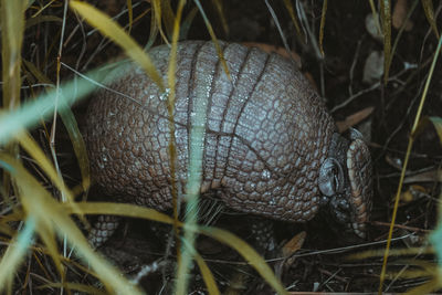 Close-up of snail on land