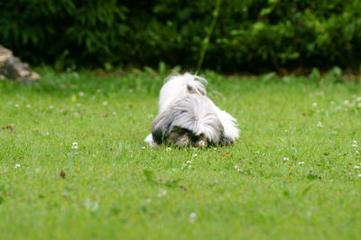 View of a dog on field