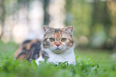 Portrait of tabby kitten in field