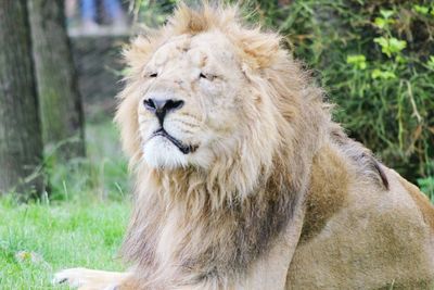 Portrait of a lion in forest