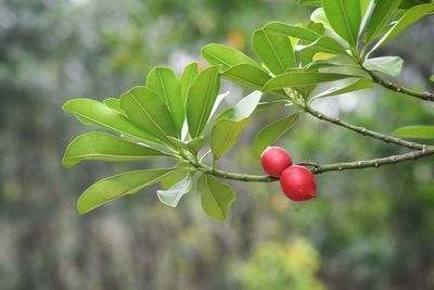 Close-up of red berries growing on tree