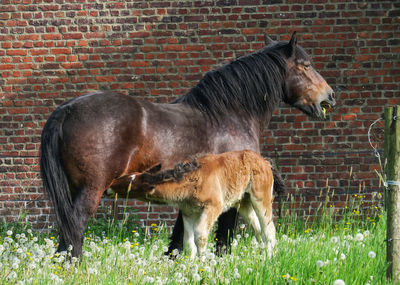 Female icelandic horse feeding foal on field against brick wall