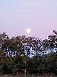 Low angle view of trees against sky during sunset