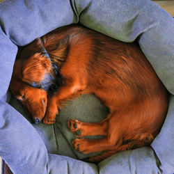 High angle view of dog sleeping on bed