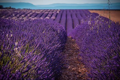 Purple flowering plants on field