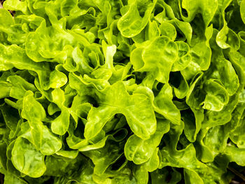 Full frame shot of green leaves