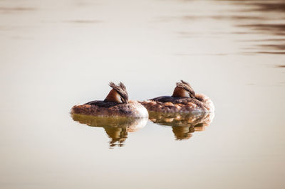 Close-up of turtle swimming in lake