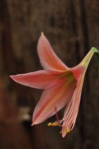 Close-up of red flower