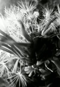 Close-up of flowers