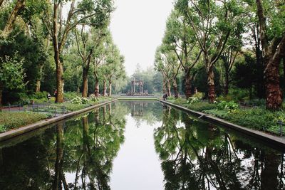 Reflection of trees in water