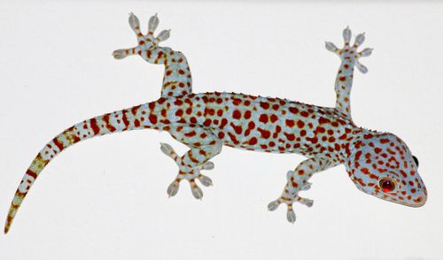 Close-up of lizard against white background