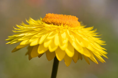 Close-up of yellow flower