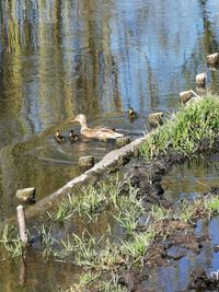 High angle view of ducks swimming in lake