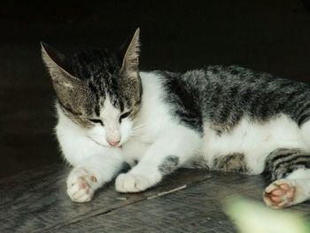 Cat sleeping on tiled floor