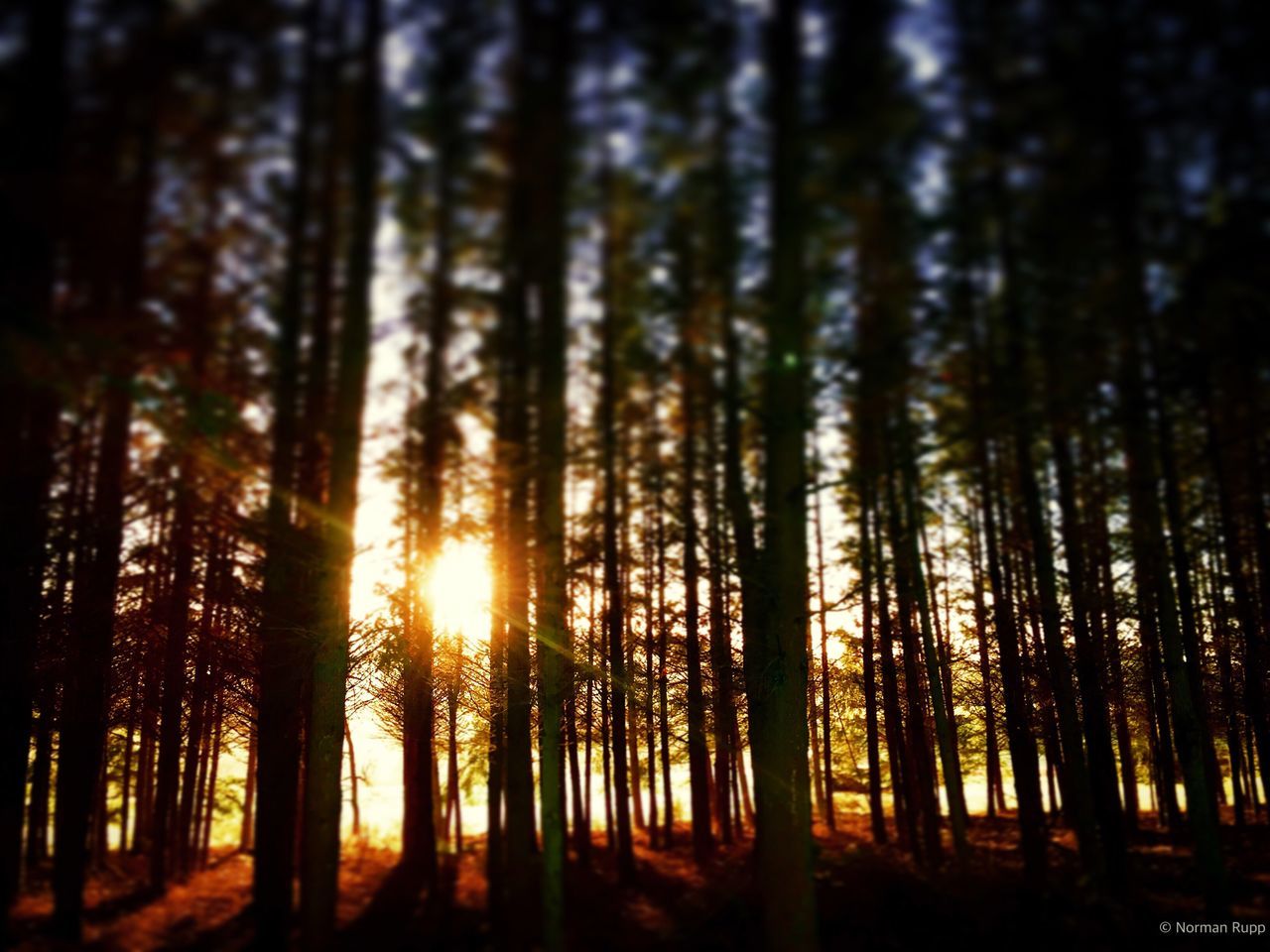 SUN SHINING THROUGH TREES IN FOREST