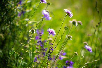 Close-up of purple flowering plants on field