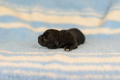 Close-up of a dog resting