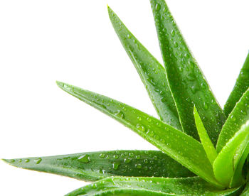 Aloe vera plant isolated on white background.