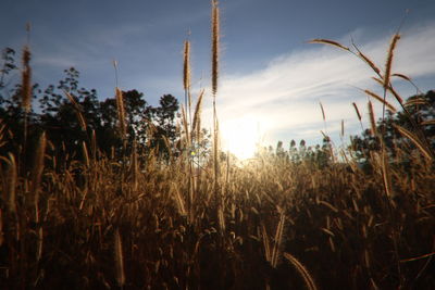 Close-up of stalks in field against sky