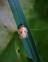 Close-up of insect on the blade of leaf